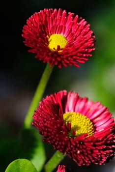daisyrot 2