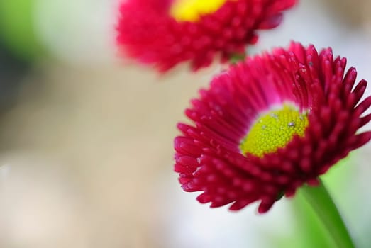 daisyrot 1