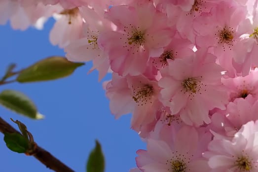 Blossom Magic