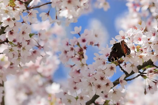 Spring Butterfly 3