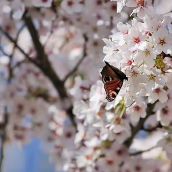 Spring Butterfly 1