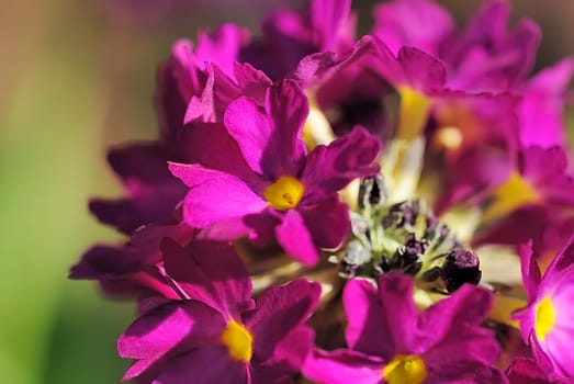 Globe Primrose Purple