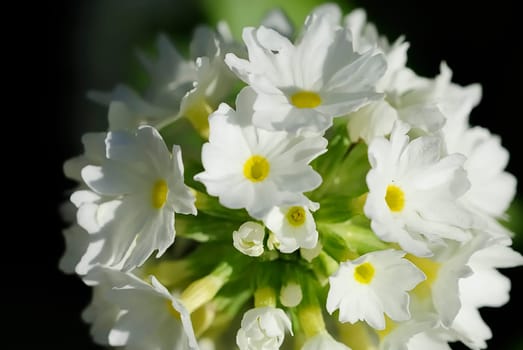 Globe Primrose White 1