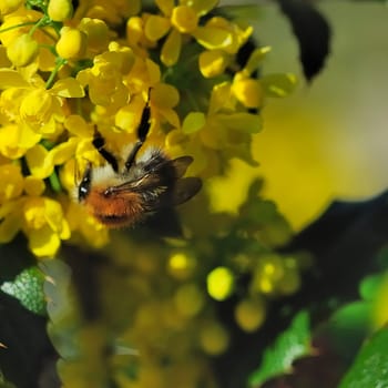 Shrub with bee 2