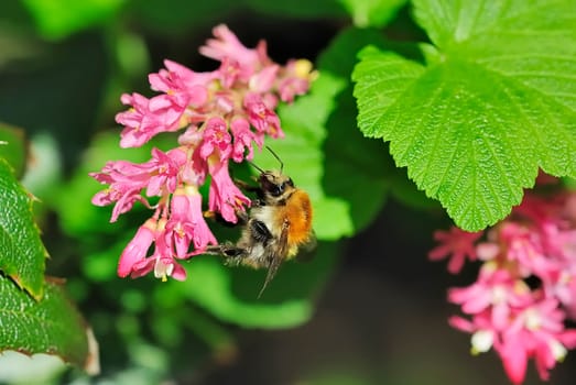 Shrub with bee 9