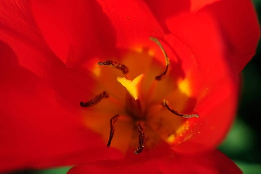 Tulip 1