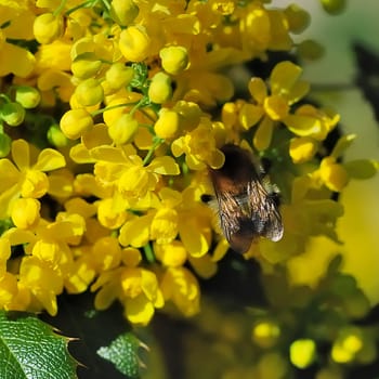 Shrub with bee 1