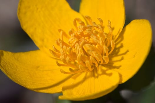 Marsh marigold Caltha palustris
