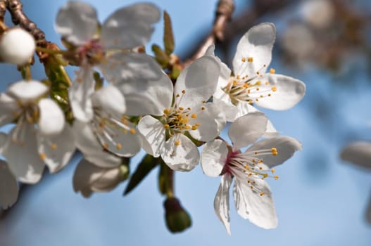 Mirabelle flowers - Prunus domestica