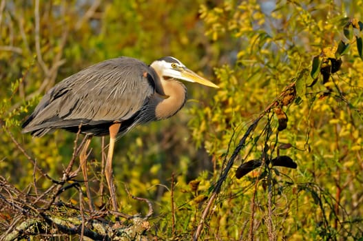 Great blue heron