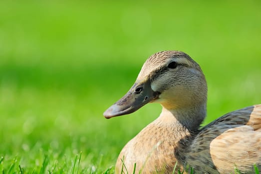 Duck Lady 1