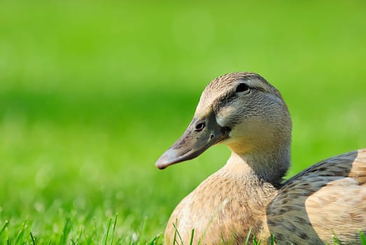 Duck Lady 2