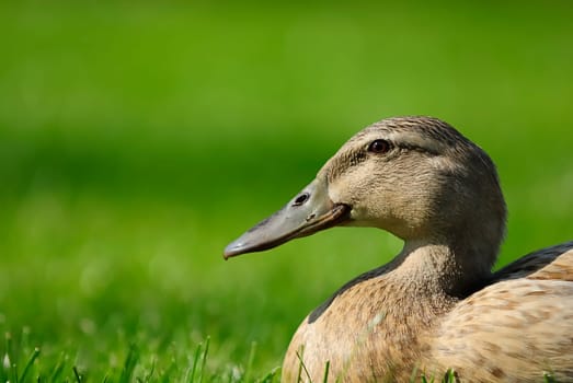 Duck Lady 3