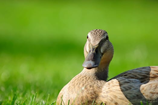 Duck Lady 4