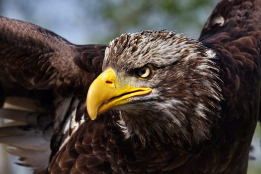 Young bald eagle
