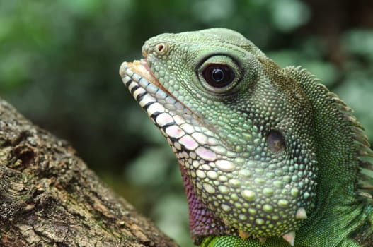 Green water dragon,Physignathus cocincinus