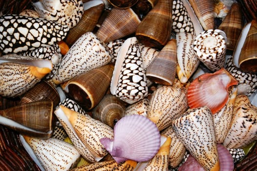 snales and shells