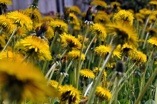 Dandelion field