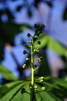 Chestnut blossom