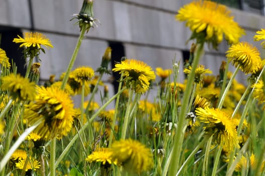 Dandelion field