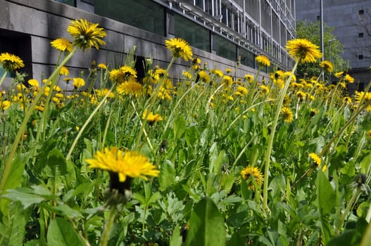 Dandelion field