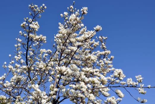 Blossoming magnolia tree