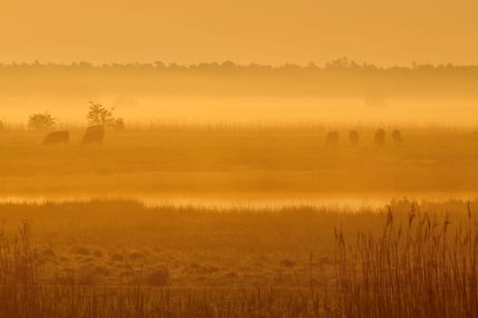 In the morning at the Darßer Bodden
