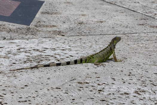 Green exotic iguana on asphalt road, wild reptilian, tropical animal, copy space.