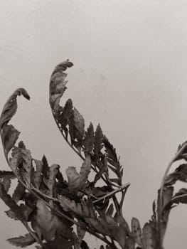 Leaves of plants and flowers on a wall background, neutral light, black-and-white close-up photo