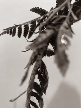 Monochrome background with leaves of plants.Aesthetic blurred close up photo