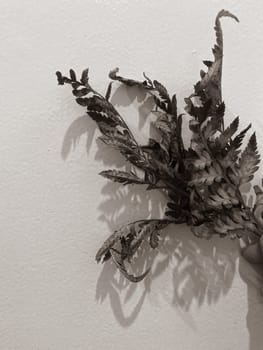 Leaves of plants and flowers on a wall background, neutral light, black-and-white close-up photo