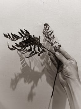 Monochrome aesthetic photo with twig of leaves on neutral background. Close up photo