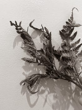 Leaves of plants and flowers on a wall background, neutral light, black-and-white close-up photo