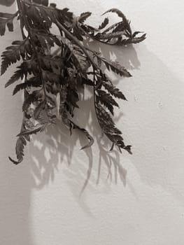 Leaves of plants and flowers on a wall background, neutral light, black-and-white close-up photo