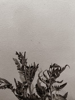 Leaves of plants and flowers on a wall background, neutral light, black-and-white close-up photo