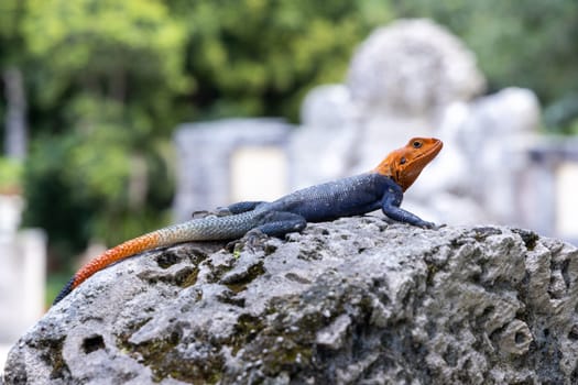 Southern rock agama lizard sitting on rock, a blue, red and orange lizard known as one of the most colorful and attractive lizards in the world.