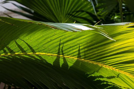 Beautiful banana leaves in sunlight shadows, natural green decor, floristics botany and foliage, copy space for advertisement or promotional text.