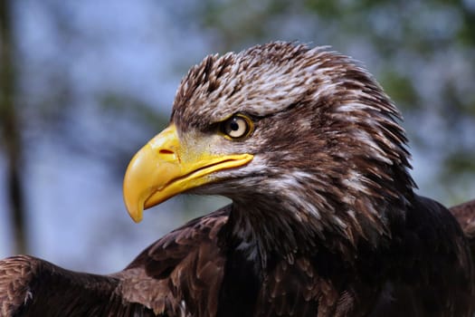 Bald Eagle II