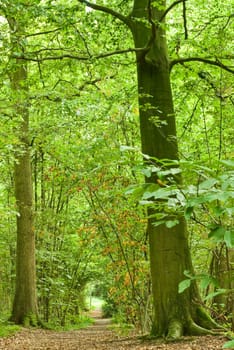 path through lush forest