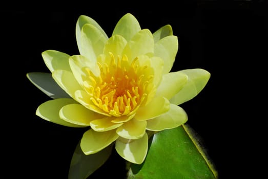 Yellow Water Lily