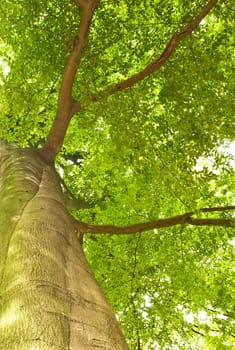Green tree top