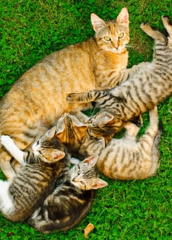 cat with kittens