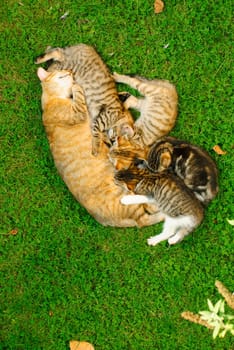 cat with kittens
