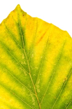 closeup of a leaf