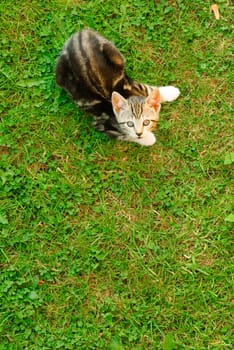 kitten in the lawn