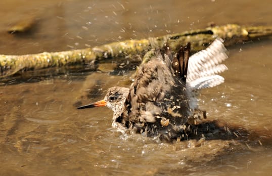 Plumage care