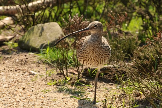 Curlew