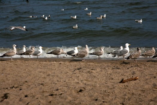 Gathering on the beach