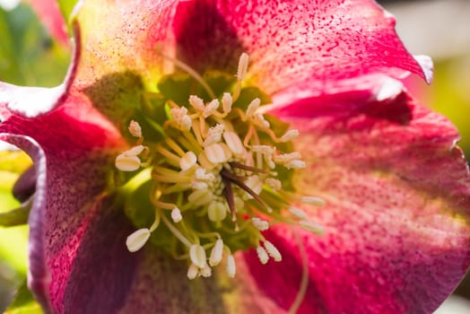 Lenten hellebore in spring sunshine