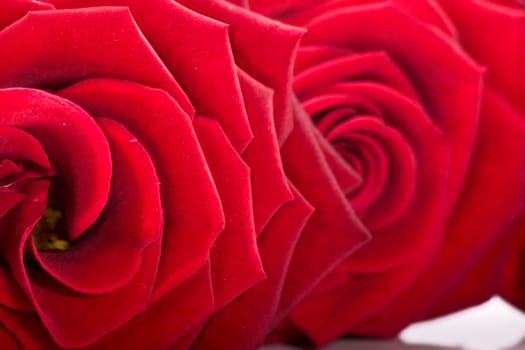 Two Roses wd674